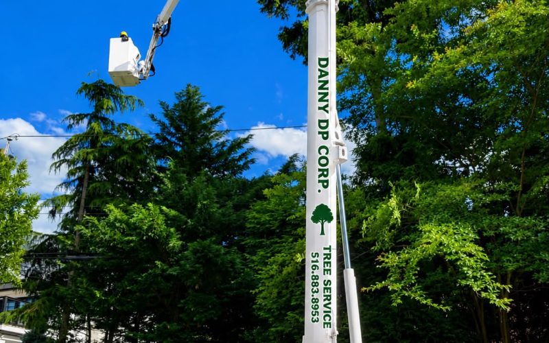 Tree Removal (4)